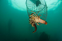 Recreational fishing in a sea kayak for West coast rock lobster (Jasus lalandii). Hoop trap with lobsters being pulled into the boat,  Kommetjie, Western Cape, South Africa