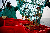 Fishing for West coast rock lobster (Jasus lalandii) aboard the James Archer (Oceana fisheries). Fisherman emptying trap of lobsters. Saldanha Bay and St. Helena Bay, Western Cape, South Africa.