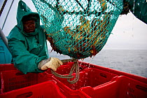 Fishing for West coast rock lobster (Jasus lalandii). Crew of the James Archer (Oceana fisheries) fisherman releases lobsters from the trap into boxes. in Saldanha Bay and St. Helena Bay, Western Cape...