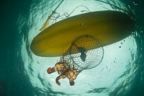 A hoop net with West coast rock lobster (Jasus lalandii) being pulled up in sea kayak for recreational fishing. Kommetjie, Western Cape, South Africa