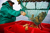 Fishing for West coast rock lobster (Jasus lalandii). Crew of the James Archer (Oceana fisheries) fisherman lobsters from the trap into boxes. in Saldanha Bay and St. Helena Bay, Western Cape, South A...
