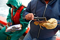 Fishing for West coast rock lobster (Jasus lalandii) aboard the James Archer (Oceana fisheries) scientist from Department of Agriculture Forestry and Fisheries measuring carapace of lobster, whilst fi...