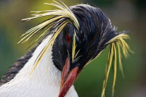 Southern rockhopper penguin, (Eudyptes chrysocome). Southern African Foundation for the Conservation of Coastal Birds (SANCCOB), South Africa, Cape Town, South Africa. 'Rocky' is tame (captive) and is...