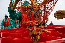 Fishing for West coast rock lobster (Jasus lalandii) aboard the James Archer (Oceana fisheries. Crew member releases lobsters from trap into boxes in Saldanha Bay and St. Helena Bay, Western Cape, Sou...
