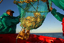 Fishermen work on a commercial boat fishing 'James Archer' (Oceana fisheries) trapping West coast rock lobsters (Jasus lalandii). Fishermen open the bottom of the trap by releasing a string and allowi...