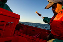 Fishing for West coast rock lobster (Jasus lalandii) aboard the 'James Archer'. Fisherman discarding  undersized lobsters back into the sea,  Saldanha Bay and St. Helena Bay, Western Cape, South Afric...