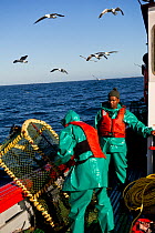 Fishing for West coast rock lobster (Jasus lalandii) aboard the 'James Archer'. Crew baiting lobster traps, with seagulls flying nearby in Saldanha Bay and St. Helena Bay, Western Cape, South Africa.