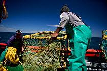 Fishing for West coast rock lobster (Jasus lalandii) aboard the James Archer (Oceana Fisheries). Crew throw baited traps over the the side, in Saldanha Bay and St. Helena Bay, Western Cape, South Afri...
