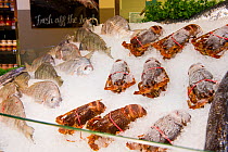 West coast rock lobster (Jasus lalandii) on ice at a seafood counter in the Food Lovers Supermarket, Noordhoek, Longbeach Mall, South Africa