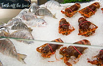 West coast rock lobster (Jasus lalandii), frozen, at a seafood counter in the Food Lovers Supermarket, Noordhoek, Longbeach Mall, South Africa