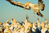 Cape gannet (Morus capensis) flying over colony, whilst another calls, Bird Island Nature Reserve, Lambert's Bay, West Coast, South Africa.