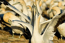 Cape gannets (Morus capensis) sky pointing about to take off, Bird Island Nature Reserve, Lambert's Bay, West Coast, South Africa.