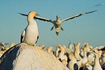 Cape gannet (Morus capensis) looking out over colony from rock, Bird Island Nature Reserve, Lambert's Bay, West Coast, South Africa.