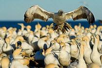 Cape gannet (Morus capensis) flying low over colony, Bird Island Nature Reserve, Lambert's Bay, West Coast, South Africa.