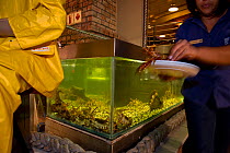 West coast rock lobster (Jasus lalandii) removed from tank to be presented live on a plate for the customer to chose, Cape Town Fish Market, restaurant, Victoria and Alfred Waterfront, Cape Town, Sout...