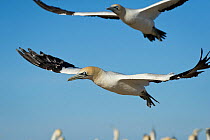 Cape gannets (Morus capensis) flying over colony, Bird Island Nature Reserve, Lambert's Bay, West Coast, South Africa.
