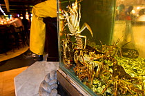 West coast rock lobster (Jasus lalandii) in tank in restaurant, Cape Town Fish Market, Victoria and Alfred Waterfront, Cape Town, South Africa.