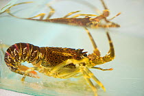 West coast rock lobster (Jasus lalandii) captive at Two Oceans Aquarium, Cape Town, South Africa.