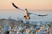 Cape gannet (Morus capensis) landing in colony at dusk, Bird Island Nature Reserve, Lambert's Bay, West Coast, South Africa.