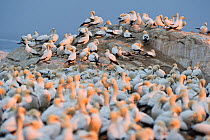 Cape gannet (Morus capensis) colony, Bird Island Nature Reserve, Lambert's Bay, West Coast, South Africa.