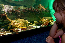 Girl looking at the West coast rock lobsters (Jasus lalandii) in the aquarium. Two Oceans Aquarium, V and A Waterfront, Cape Town, South Africa.   3rd Prize in the Man and Nature Category of the Melvi...