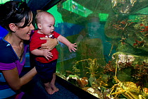 Mother and child look at the West coast rock lobsters Jasus lalandii) in the aquarium.Two Oceans Aquarium, V and A Waterfront, Cape Town, South Africa.