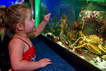 Young girl looking at the West coast rock lobsters (Jasus lalandii) in the aquarium. Two Oceans Aquarium, V and A Waterfront, Cape Town, South Africa.