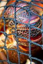 West coast rock lobster (Jasus lalandii) in a net and taken ashore. Smitzwinkel Bay, Western Cape, South Africa.