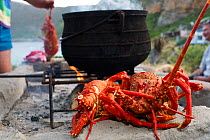 West coast rock lobsters (Jasus lalandii), which were hand caught by freedivers (snorkelers) in the morning are first par boiled before being cooked on a bbq. Smitzwinkel bay (near Cape Point), Wester...