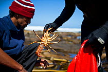 West coast rock lobsters (Jasus lalandii) caught by recreational fishers, Kommetjie, South Africa.  3rd Prize in the Man and Nature Category of the Melvita Nature Images Awards competition 2013