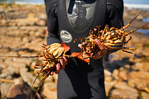 West coast rock lobsters (Jasus lalandii) caught by freediver, Kommetjie, South Africa.