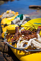 West coast rock lobster (Jasus lalandii). Sea kayakers return to shore with their catch of west coast rock lobsters after a morning recreational fishing. Kommetjie, Western Cape, South Africa