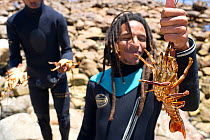 Freediver with West coast rock lobsters (Jasus lalandii) catch, South Africa