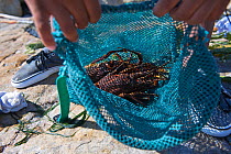 West coast rock lobsters (Jasus lalandii) caught by freedivers, South Africa.