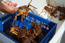 West Coast Rock Lobsters (Jasus lalandii) caught by free divers in basket  Kommetjie, South Africa.