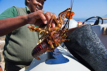 Recreational West Coast Rock Lobster (Jasus lalandii) fisher removes lobster from pouch.  Kommetjie, South Africa.