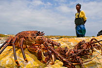 West Coast Rock Lobster (Jasus lalandii) free diving fisher with catch Kommetjie, South Africa