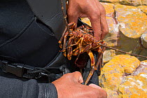Free diver removing West Coast Rock Lobster (Jasus lalandii) from pouch. Kommetjie, South Africa.