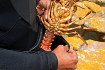 Free diver removing West Coast Rock Lobster (Jasus lalandii) from pouch. Kommetjie, South Africa.