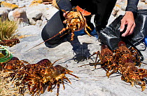 West Coast Rock Lobsters (Jasus lalandii) caught by freediver, Kommetjie, South Africa.