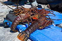 West Coast Rock Lobster (Jasus lalandii) caught by freediver, Kommetjie, South Africa.