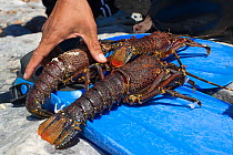 West Coast Rock Lobster (Jasus lalandii) caught by freediver, Kommetjie, South Africa.
