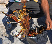 West Coast Rock Lobster (Jasus lalandii) caught by recreational free diver, Kommetjie, South Africa.