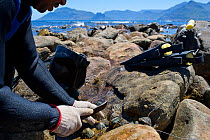 Freedivers removing limpets from rocks to use as  bait for West coast rock lobster (Jasus lalandii). Kommetjie, South Africa.