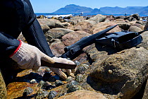 Freedivers removing limpets from rocks to use as  bait for West coast rock lobster (Jasus lalandii). Kommetjie, South Africa.