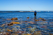 Man fishing for West coast rock lobster (Jasus lalandii)  with wooden pole and string of limpets as bait. Kommetjie, South Africa