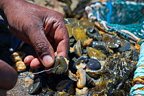 Man threading limpets on to string to use as bait to catch West coast rock lobster (Jasus lalandii). Kommetjie, South Africa.
