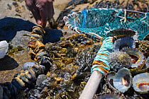 West coast rock lobster (Jasus lalandii) fishing equipment. Limpets as bait and a hoop net used by recreational fisherman. Kommetjie, South Africa.