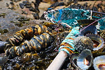 West coast rock lobster (Jasus lalandii) fishing equipment. Limpets as bait and a hoop net used by recreational fisherman. Kommetjie, South Africa.