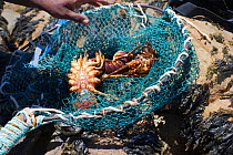 West Coast Rock Lobster (Jasus lalandii) recreational fisherman's catch in net. Kommetjie, South Africa.